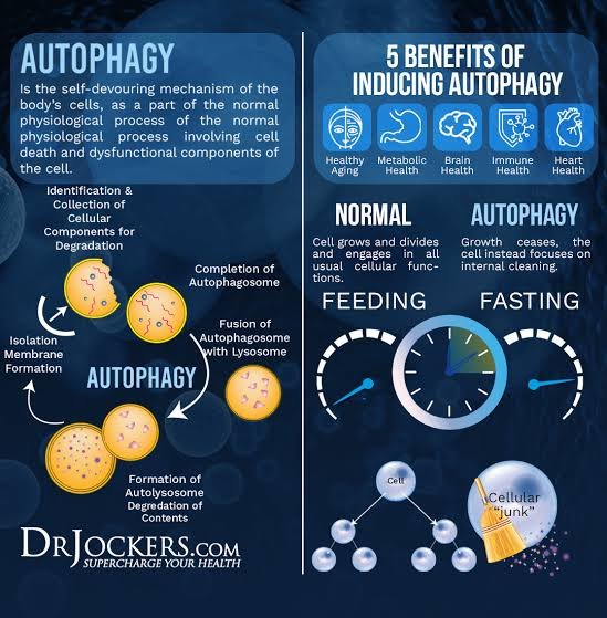 1.5x Increase in Autophagy